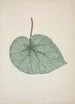 My Garden in Ceylon Pl162 - George De Alwis — artwork view