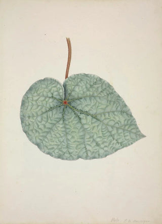 George De Alwis - Mon Jardin a Ceylan Pl162.webp