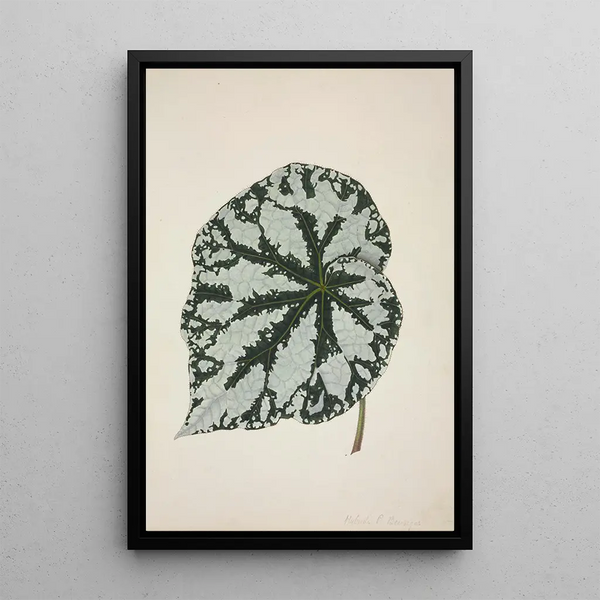 My Garden in Ceylon Pl163 - George De Alwis — framed artwork on a wall