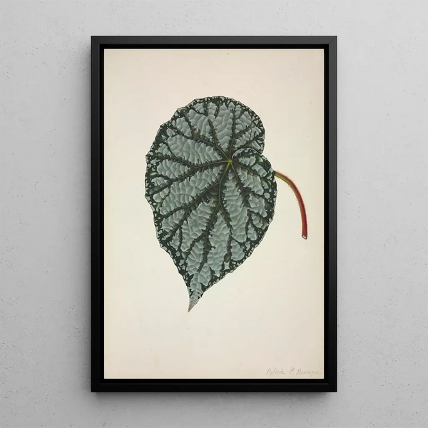 My Garden in Ceylon Pl164 - George De Alwis — framed artwork on a wall