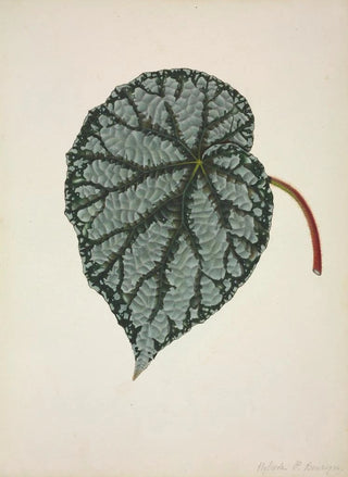 George De Alwis - Mon Jardin a Ceylan Pl164.webp