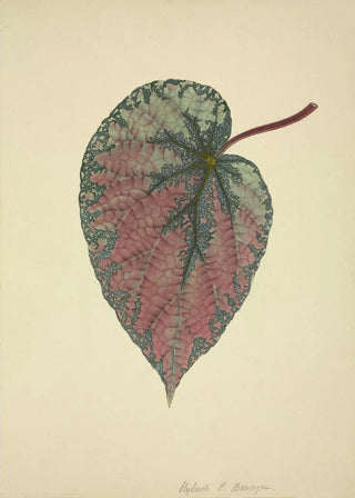 George De Alwis - Mon Jardin a Ceylan Pl165.webp