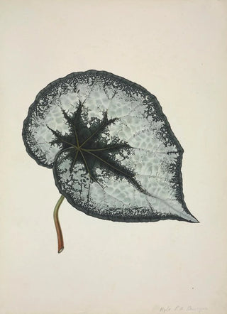 George De Alwis - Mon Jardin a Ceylan Pl168.webp