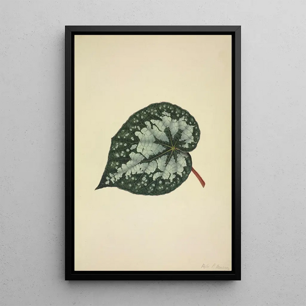 My Garden in Ceylon Pl170 - George De Alwis — framed artwork on a wall