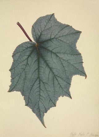 George De Alwis - Mon Jardin a Ceylan Pl171.webp