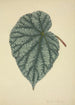 Mon Jardin à Ceylan Pl173 - George De Alwis — artwork view