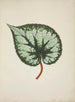 Mon Jardin à Ceylan Pl174 - George De Alwis — artwork view