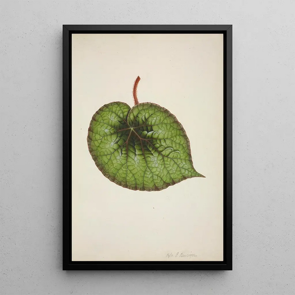 My Garden in Ceylon Pl175 - George De Alwis — framed artwork on a wall