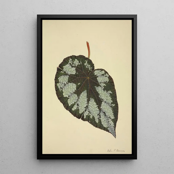 My Garden in Ceylon Pl176 - George De Alwis — framed artwork on a wall