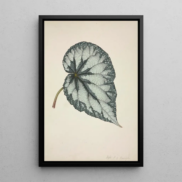 My Garden in Ceylon Pl177 - George De Alwis — framed artwork on a wall