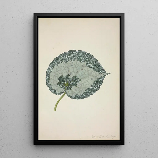 My Garden in Ceylon Pl179 - George De Alwis — framed artwork on a wall