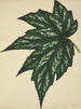 My Garden in Ceylon Pl180 - George De Alwis — artwork view