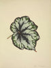 Mon Jardin à Ceylan Pl182 - George De Alwis — artwork view