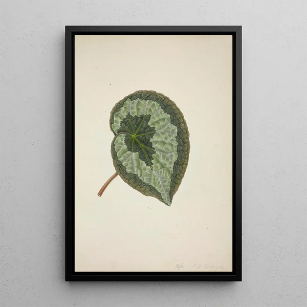 My Garden in Ceylon Pl183 - George De Alwis — framed artwork on a wall