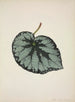 Mon Jardin à Ceylan Pl184 - George De Alwis — artwork view