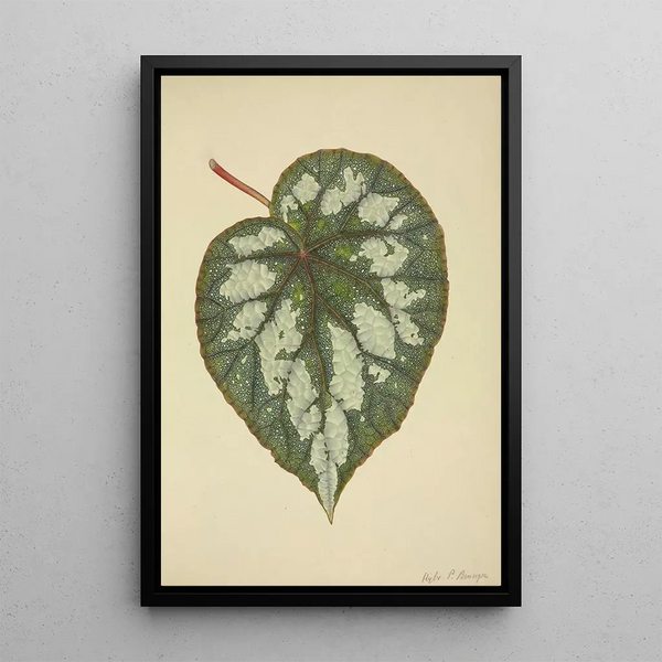 Mon Jardin à Ceylan Pl185 - George De Alwis — framed artwork on a wall
