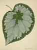 Mon Jardin à Ceylan Pl186 - George De Alwis — artwork view