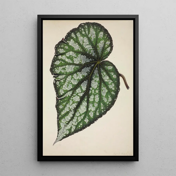 My Garden in Ceylon Pl187 - George De Alwis — framed artwork on a wall