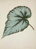 My Garden in Ceylon Pl190 - George De Alwis — artwork view