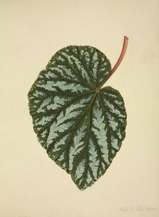 George De Alwis - Mon Jardin a Ceylan Pl196.webp