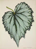 Mon Jardin à Ceylan Pl198 - George De Alwis — artwork view