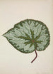 Mon Jardin à Ceylan Pl199 - George De Alwis — artwork view