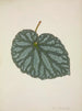 My Garden in Ceylon Pl200 - George De Alwis — artwork view