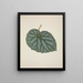 My Garden in Ceylon Pl200 - George De Alwis — framed artwork on a wall