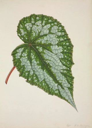 George De Alwis - Mon Jardin a Ceylan Pl201.webp