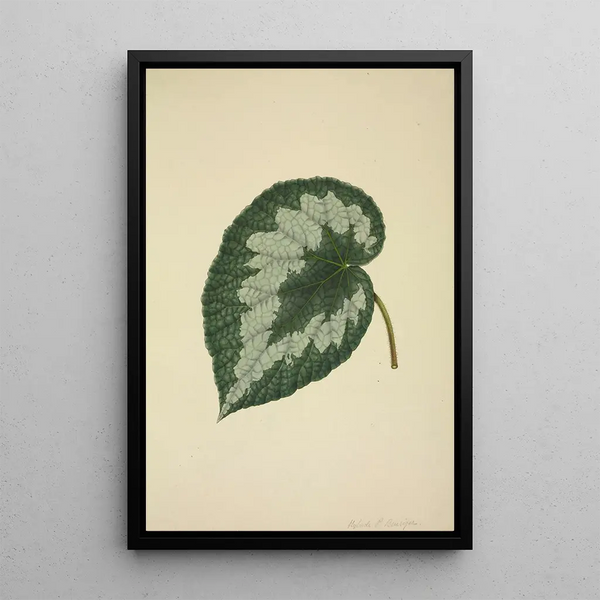 My Garden in Ceylon Pl203 - George De Alwis — framed artwork on a wall