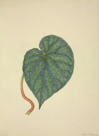 George De Alwis - Mon Jardin a Ceylan Pl204.webp