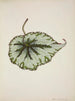 Mon Jardin à Ceylan Pl208 - George De Alwis — artwork view