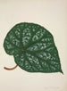 My Garden in Ceylon Pl211 - George De Alwis — artwork view