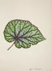 Mon Jardin à Ceylan Pl213 - George De Alwis — artwork view