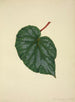Mon Jardin à Ceylan Pl214 - George De Alwis — artwork view