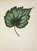 My Garden in Ceylon Pl216 - George De Alwis — artwork view