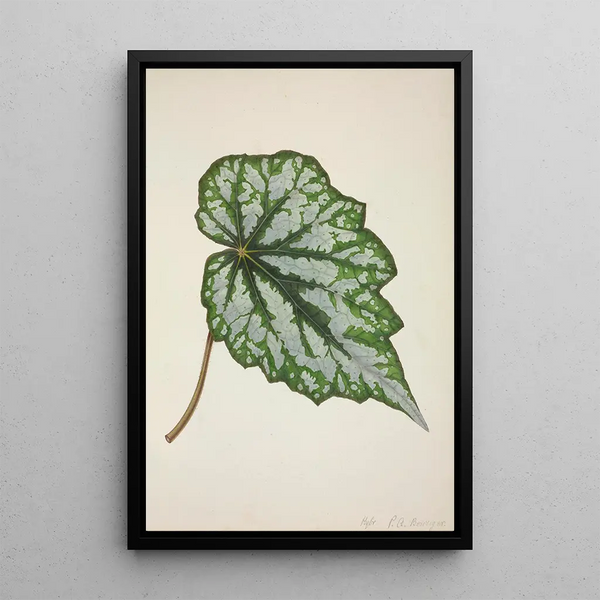 My Garden in Ceylon Pl217 - George De Alwis — framed artwork on a wall