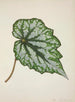 My Garden in Ceylon Pl217 - George De Alwis — artwork view