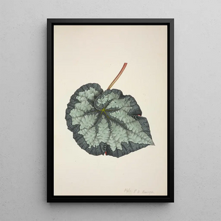 George De Alwis - Mon Jardin a Ceylan Pl219.webp