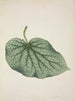 Mon Jardin à Ceylan Pl220 - George De Alwis — artwork view