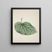 Mon Jardin à Ceylan Pl220 - George De Alwis — framed artwork on a wall