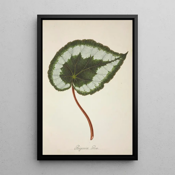 Mon Jardin à Ceylan Pl223 - George De Alwis — framed artwork on a wall