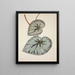 Mon Jardin à Ceylan Pl224 - George De Alwis — framed artwork on a wall