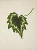 Mon Jardin à Ceylan Pl226 - George De Alwis — artwork view