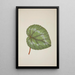 My Garden in Ceylon Pl230 - George De Alwis — framed artwork on a wall