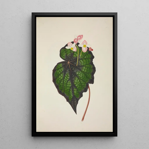 My Garden in Ceylon Pl234 - George De Alwis — framed artwork on a wall