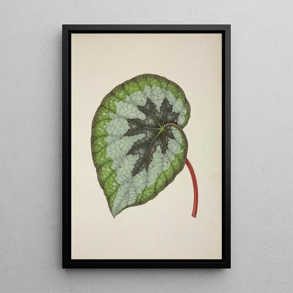 My Garden in Ceylon Pl237 - George De Alwis — framed artwork on a wall