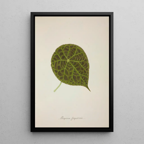 My Garden in Ceylon Pl239 - George De Alwis — framed artwork on a wall