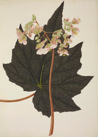 George De Alwis - Mon Jardin a Ceylan Pl242.webp