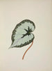 My Garden in Ceylon Pl246 - George De Alwis — artwork view